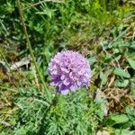 Scabiosa triandra Fula