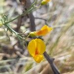 Adesmia obovata Flower