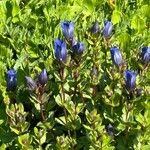 Gentiana calycosa Floro