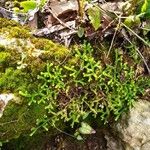 Selaginella denticulata পাতা