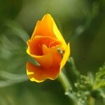 Eschscholzia californica Floro