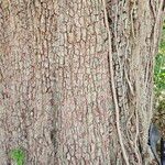 Quercus virginiana Кора