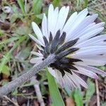 Bellis sylvestris Flor