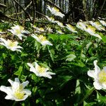 Anemone nemorosa Hábitos