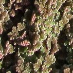 Azolla filiculoides Leaf