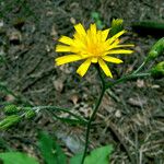 Hieracium glaucinum Flor