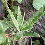 Aloe vera葉