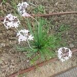 Tulbaghia violacea Blomma
