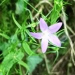 Campanula patulaFlors