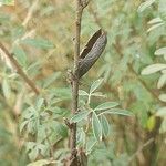 Chamaecytisus ruthenicus Fruit