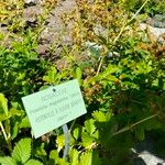 Potentilla megalantha Leaf