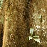 Eriotheca longitubulosa Corteza