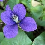 Viola × melissifolia Flower