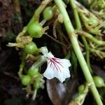 Elettaria cardamomum Kukka