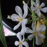 Eleutherine bulbosa Blüte
