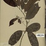 Aniba riparia Лист