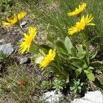 Doronicum clusii Leaf