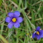 Sisyrinchium langloisii Flower