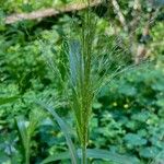 Panicum capillare Ffrwyth