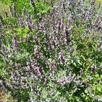 Salvia fruticosa Habit