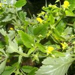 Calceolaria mexicana Celota