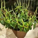 Peperomia glabella List