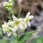 Vincetoxicum hirundinaria Flower