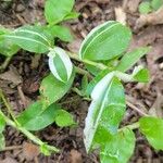 Oplismenus undulatifolius Leaf