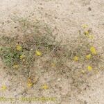 Pulicaria sicula Hábito