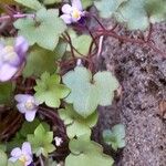 Cymbalaria muralis Blatt