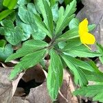 Anemonoides ranunculoides Blatt