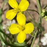 Diplotaxis tenuifoliaFlower