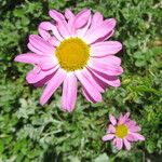 Tanacetum coccineum Fiore