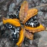 Pittosporum cherrieri Fruit