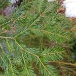 Abies alba Лист