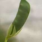 Lathyrus aphaca Fruit