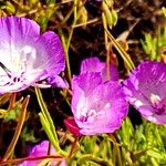 Sphaeralcea bonariensis Кветка