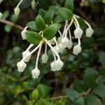 Gaultheria buxifolia Flor