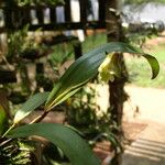 Polystachya galeata Floro