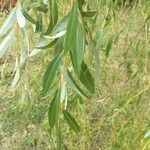 Salix babylonica Leaf