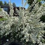 Exochorda racemosa Hábito