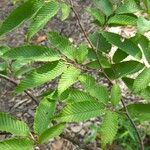 Carpinus japonica ഇല