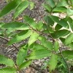 Carpinus japonica Leaf