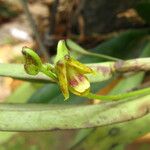 Polystachya nyanzensis Flower