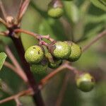 Vitex madiensis Fruto