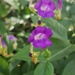 Strobilanthes attenuata Flower