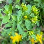 Hypericum tetrapterum Hoja