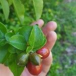 Triphasia trifolia Fruit