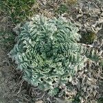 Verbascum undulatum Habit