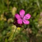 Dianthus carthusianorumFloare